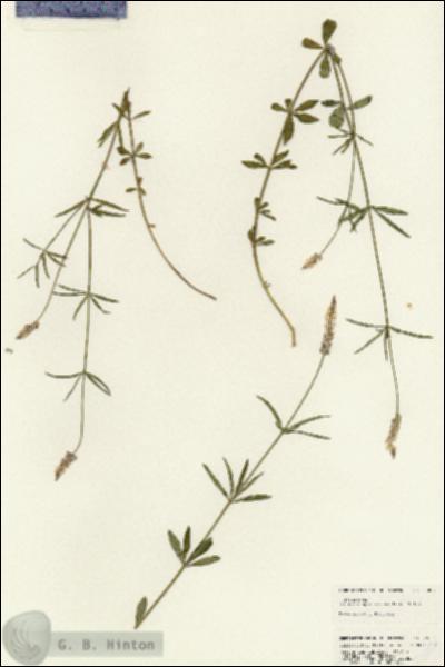 URN_catalog_HBHinton_herbarium_25067.jpg.jpg