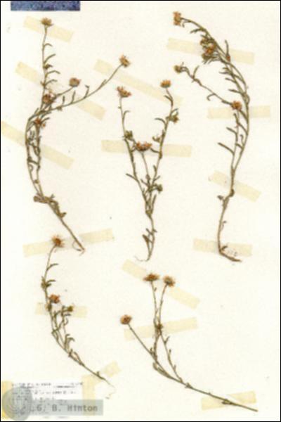 URN_catalog_HBHinton_herbarium_17145.jpg.jpg