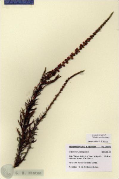URN_catalog_HBHinton_herbarium_28693.jpg.jpg