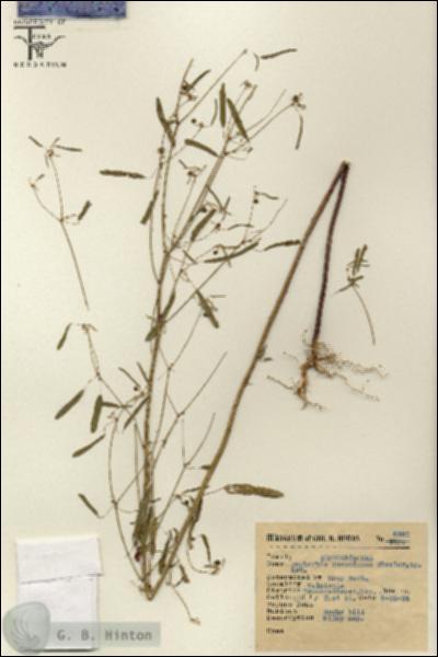 URN_catalog_HBHinton_herbarium_6580.jpg.jpg