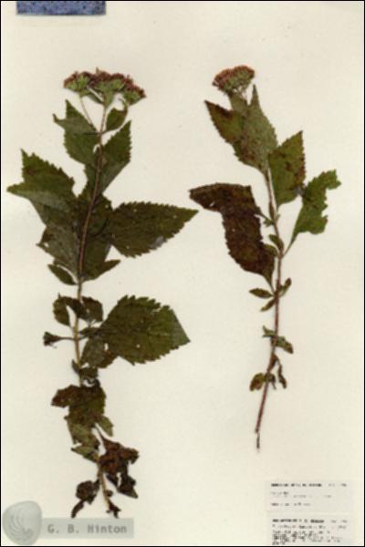 URN_catalog_HBHinton_herbarium_24930.jpg.jpg