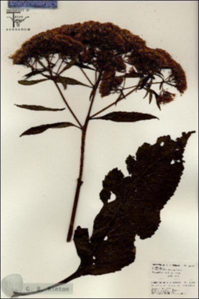 URN_catalog_HBHinton_herbarium_26449.jpg.jpg