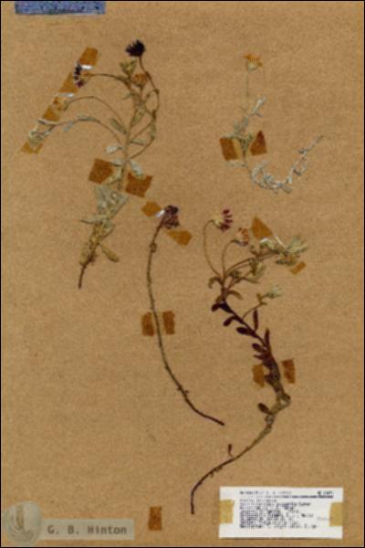 URN_catalog_HBHinton_herbarium_18471.jpg.jpg