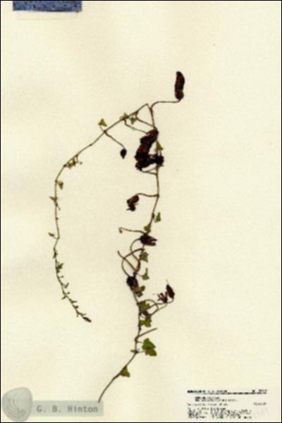 URN_catalog_HBHinton_herbarium_22349.jpg.jpg