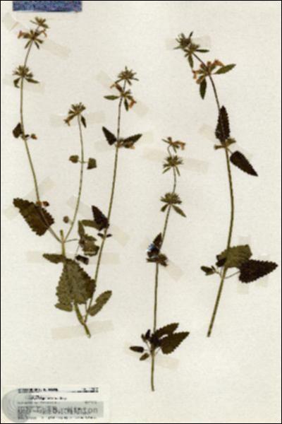 URN_catalog_HBHinton_herbarium_19907.jpg.jpg