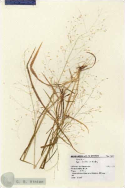 URN_catalog_HBHinton_herbarium_2610.jpg.jpg