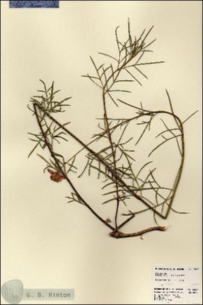 URN_catalog_HBHinton_herbarium_23289.jpg.jpg