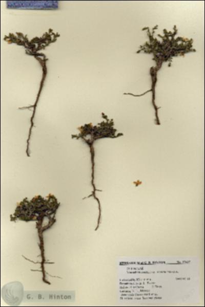 URN_catalog_HBHinton_herbarium_27637.jpg.jpg