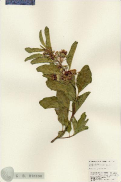 URN_catalog_HBHinton_herbarium_25365.jpg.jpg