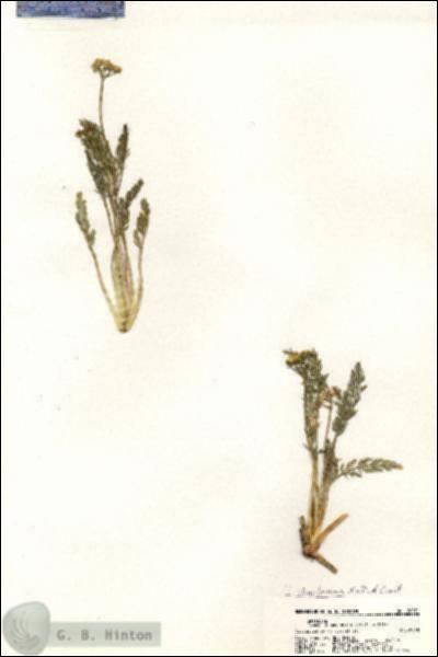 URN_catalog_HBHinton_herbarium_20971.jpg.jpg