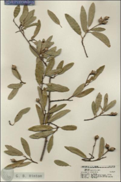 URN_catalog_HBHinton_herbarium_21223.jpg.jpg