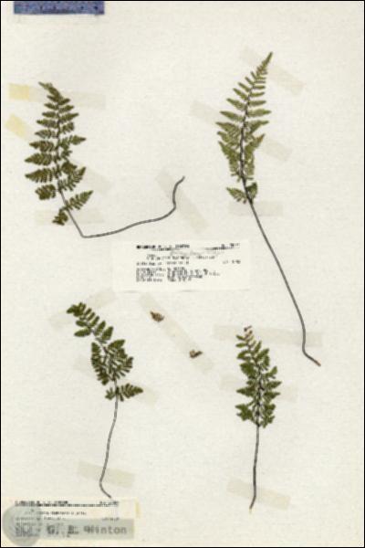 URN_catalog_HBHinton_herbarium_20061.jpg.jpg