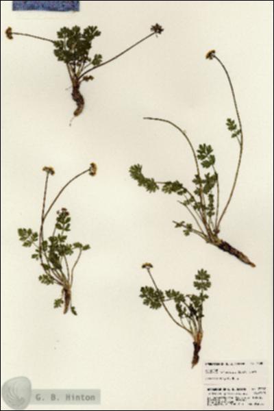 URN_catalog_HBHinton_herbarium_23087.jpg.jpg