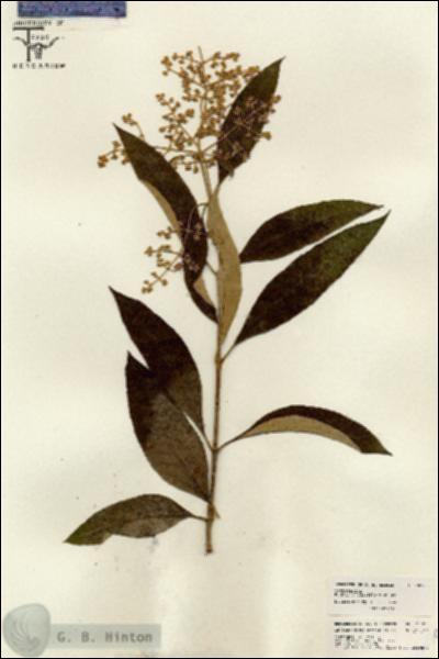 URN_catalog_HBHinton_herbarium_26070.jpg.jpg