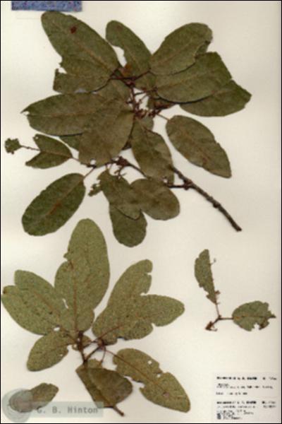 URN_catalog_HBHinton_herbarium_24544.jpg.jpg