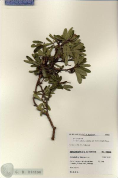 URN_catalog_HBHinton_herbarium_28066.jpg.jpg