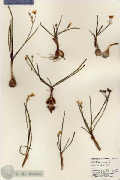 URN_catalog_HBHinton_herbarium_23725.jpg.jpg