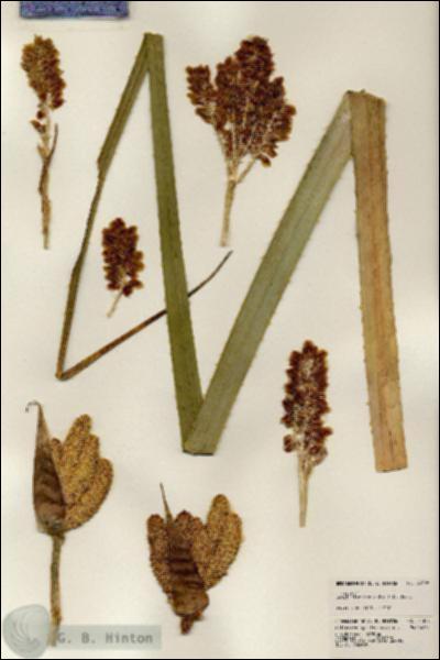 URN_catalog_HBHinton_herbarium_24308.jpg.jpg