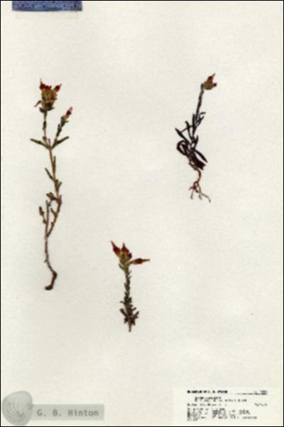URN_catalog_HBHinton_herbarium_20386.jpg.jpg