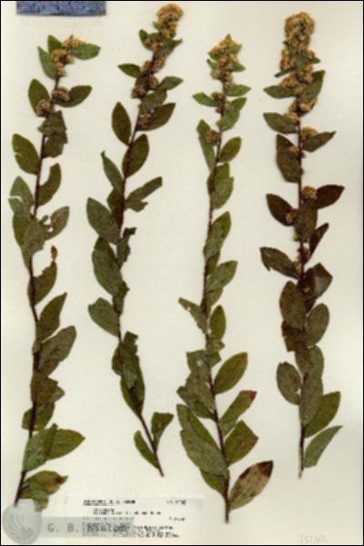 URN_catalog_HBHinton_herbarium_21262.jpg.jpg