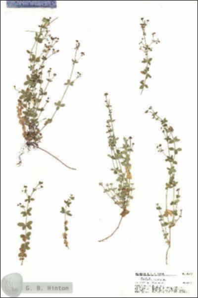 URN_catalog_HBHinton_herbarium_20242.jpg.jpg