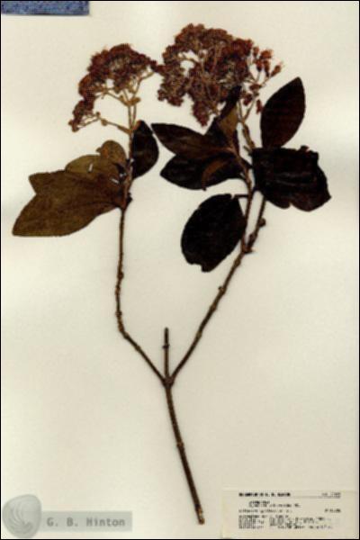 URN_catalog_HBHinton_herbarium_21668.jpg.jpg