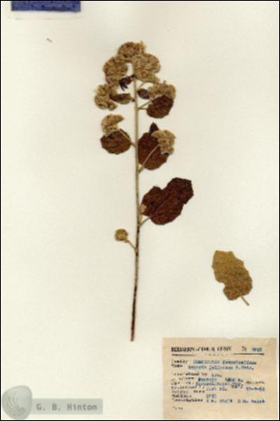 URN_catalog_HBHinton_herbarium_2859.jpg.jpg