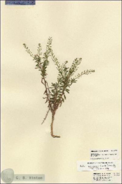 URN_catalog_HBHinton_herbarium_21548.jpg.jpg