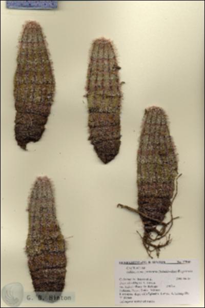 URN_catalog_HBHinton_herbarium_27840.jpg.jpg
