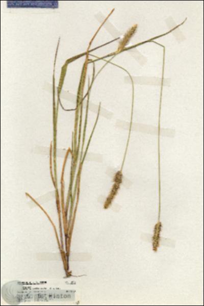 URN_catalog_HBHinton_herbarium_19886.jpg.jpg