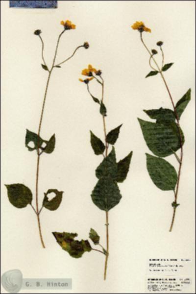 URN_catalog_HBHinton_herbarium_23680.jpg.jpg