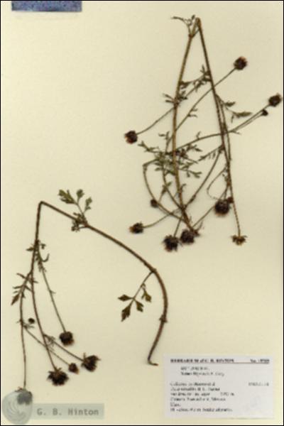 URN_catalog_HBHinton_herbarium_18589.jpg.jpg