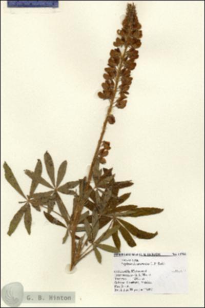URN_catalog_HBHinton_herbarium_14786.jpg.jpg