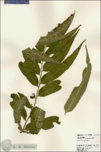 URN_catalog_HBHinton_herbarium_24523.jpg.jpg