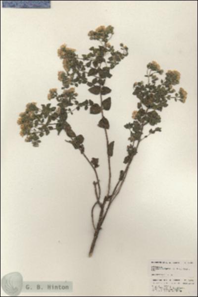 URN_catalog_HBHinton_herbarium_24953.jpg.jpg