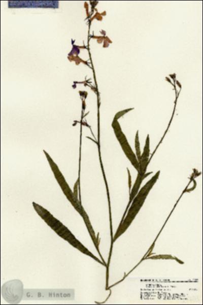 URN_catalog_HBHinton_herbarium_21703.jpg.jpg