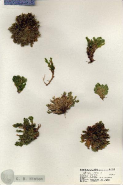 URN_catalog_HBHinton_herbarium_21100.jpg.jpg