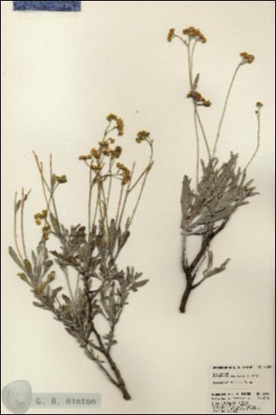 URN_catalog_HBHinton_herbarium_23000.jpg.jpg
