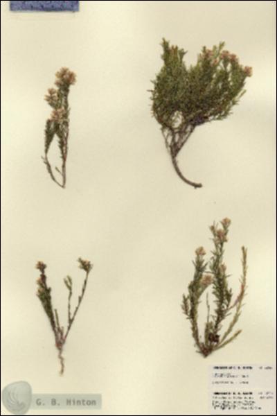 URN_catalog_HBHinton_herbarium_22656.jpg.jpg