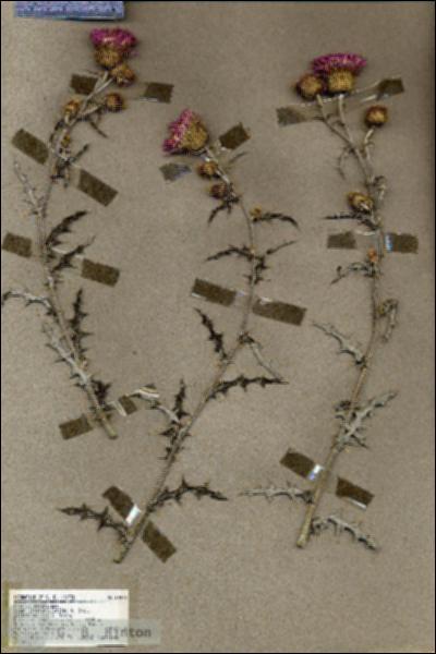 URN_catalog_HBHinton_herbarium_19479.jpg.jpg