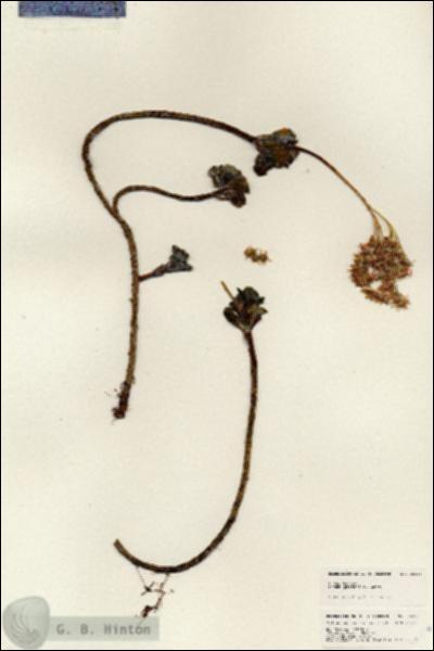 URN_catalog_HBHinton_herbarium_25296.jpg.jpg