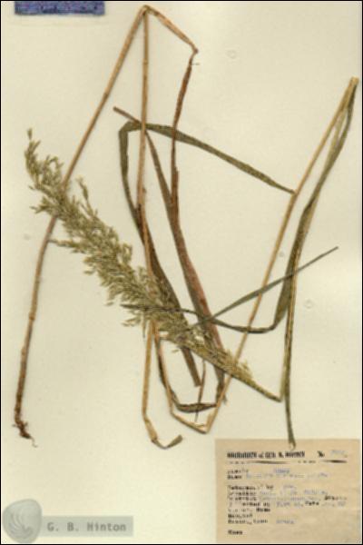 URN_catalog_HBHinton_herbarium_2745.jpg.jpg
