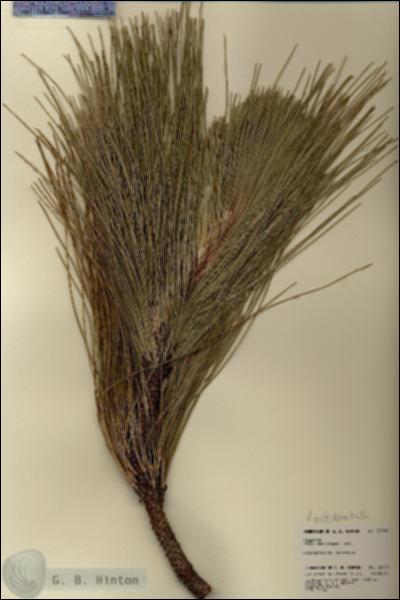 URN_catalog_HBHinton_herbarium_22050.jpg.jpg