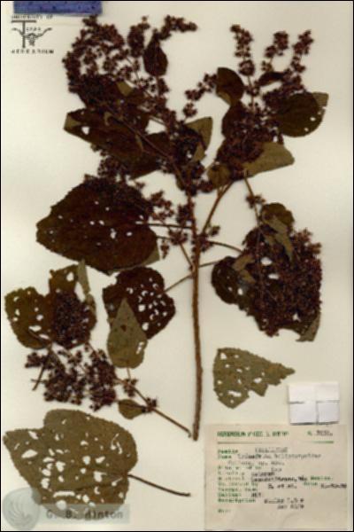 URN_catalog_HBHinton_herbarium_7001.jpg.jpg