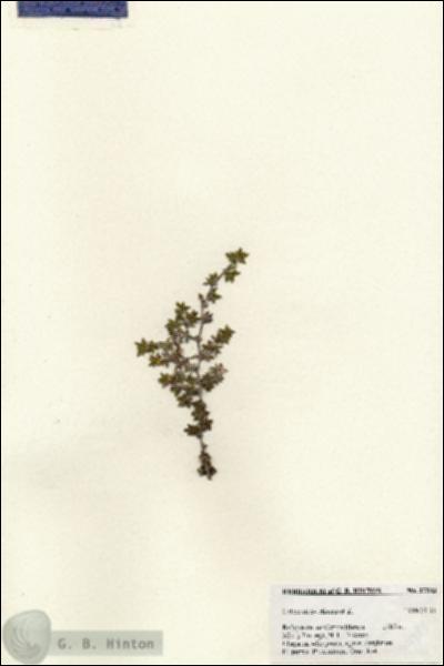 URN_catalog_HBHinton_herbarium_27383.jpg.jpg