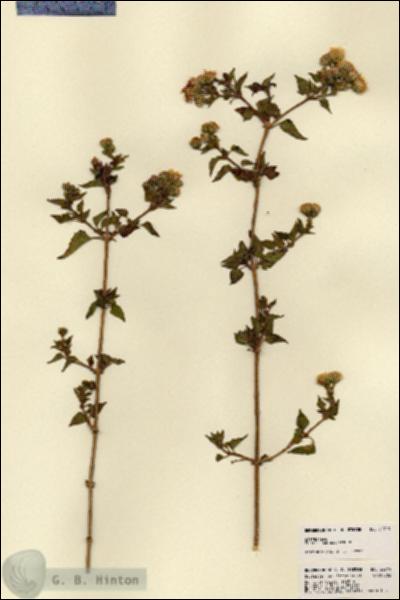 URN_catalog_HBHinton_herbarium_22719.jpg.jpg