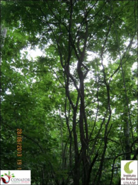 77577_S1_ARC_20130628_009_002.jpg.jpg