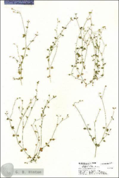 URN_catalog_HBHinton_herbarium_21135.jpg.jpg