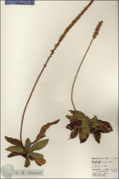 URN_catalog_HBHinton_herbarium_24016.jpg.jpg