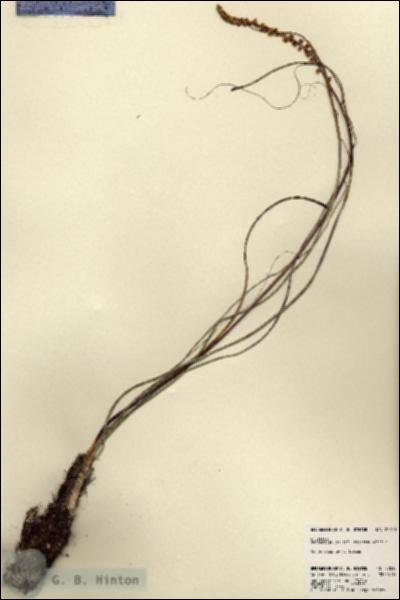 URN_catalog_HBHinton_herbarium_22013.jpg.jpg